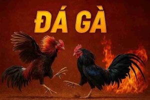 Đá Gà DR88